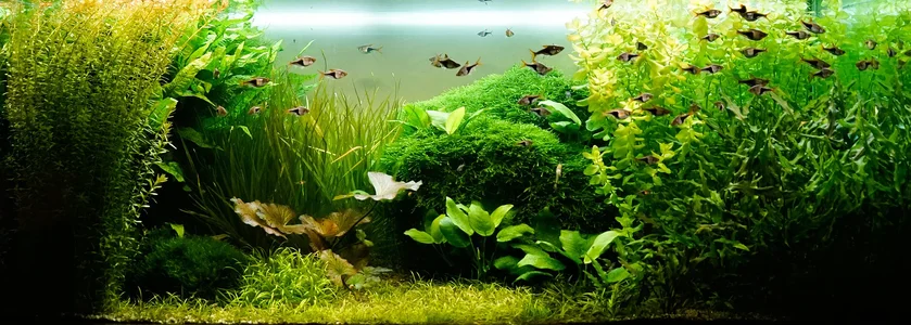 Aquarium 24.04.2026.webp