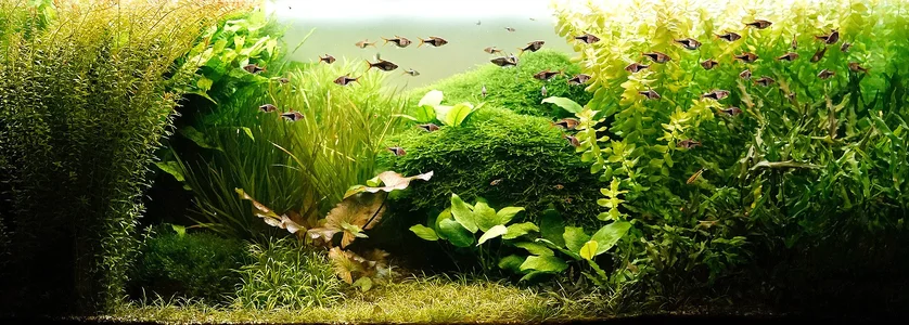 Aquarium 10.05.2026.webp