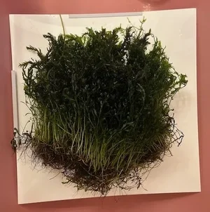 Bolbitis heudelotii.webp