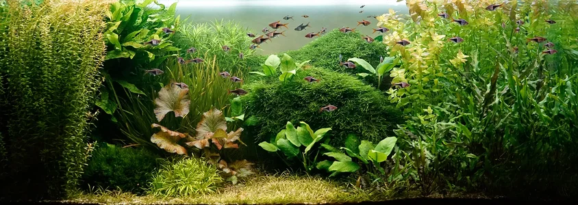 Aquarium 24.05.2026.webp