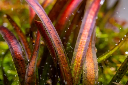 vallisneria-spiralis-leopard-37392777937096_1050x700.webp