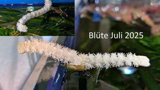 Aponogeton madagascariensis var. major-Blüte-Juli-2025.webp