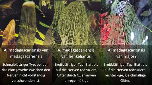 Blatt-Vergleich-a.m.var.madagascariensis-a.m.var.henkelianus-a.m.var.major.webp