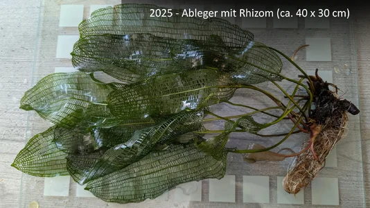 Aponogeton madagascariensis var. major-Ableger-mit-Rhizom.webp
