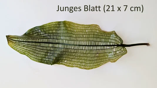 Aponogeton madagascariensis var. major-junges-Blatt-21x7cm.webp