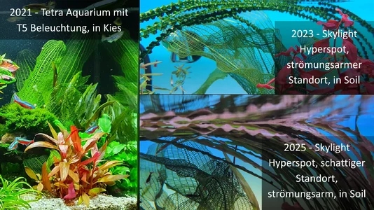 Aponogeton madagascariensis var. major-Mai-2021-2025.webp