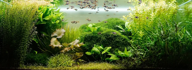 Aquarium- Fische füttern 05.06.2026.webp Aquarium- Fische füttern 05.06.2026.webp