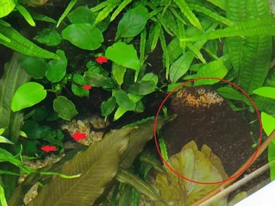 Stein und Anubias.webp