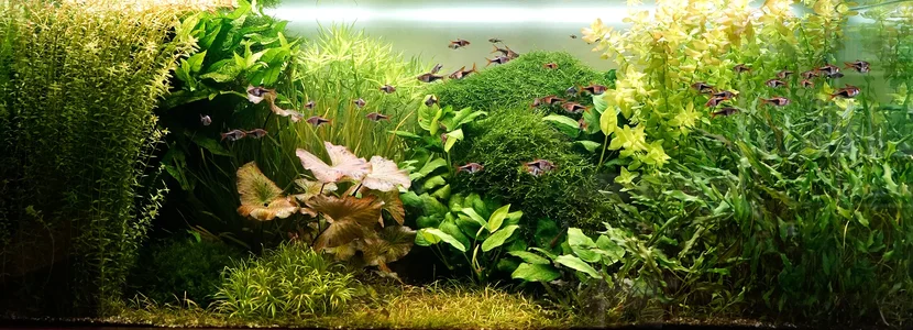 Aquarium 17.06.2026.webp