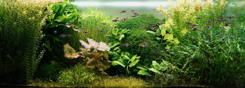 Aquarium 17.06.2026.webp