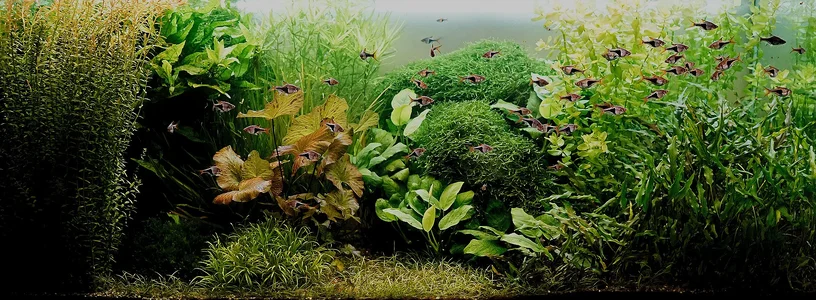 Aquarium 20.06.2026.webp