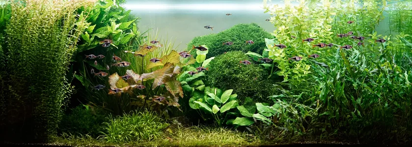 Aquarium 21.06.2026.webp