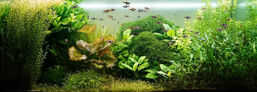 Aquarium 23.06.2026.webp