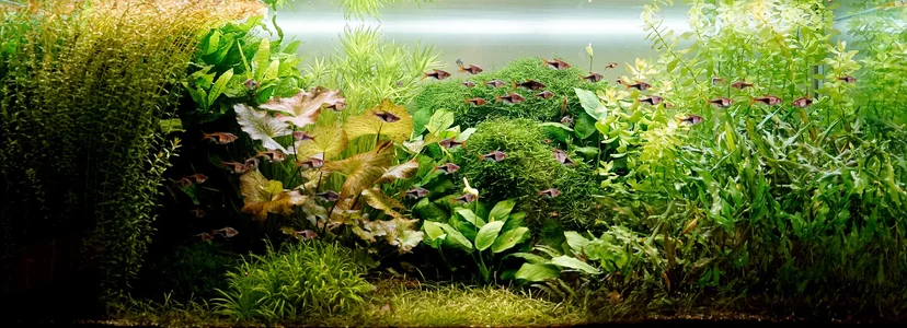 Aquarium  03.07.2026.webp