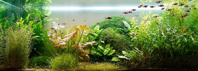 Aquarium 09.07.2026.webp