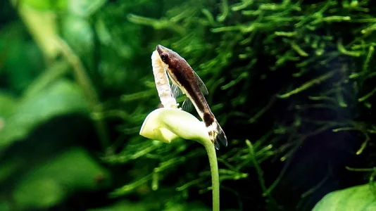 Otocinklus affinis 02.07.2026.webp