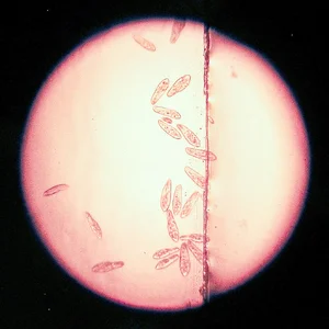 Paramecium 07.07.2026.webp Paramecium 07.07.2026.webp