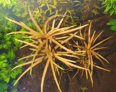 Pontederia.webp