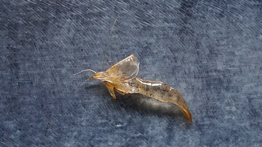 Amano Garnele-Häutung 19.07.2026.webp