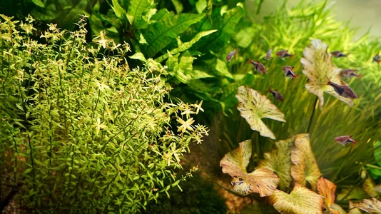 Rotala rotundifolia 18.07.2026.webp