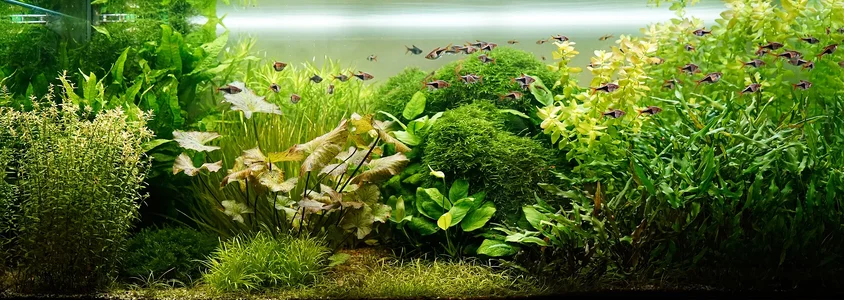 Aquarium 20.07.2026-1.webp