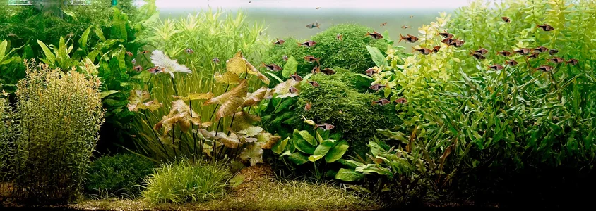 Aquarium 24.07.2026.webp