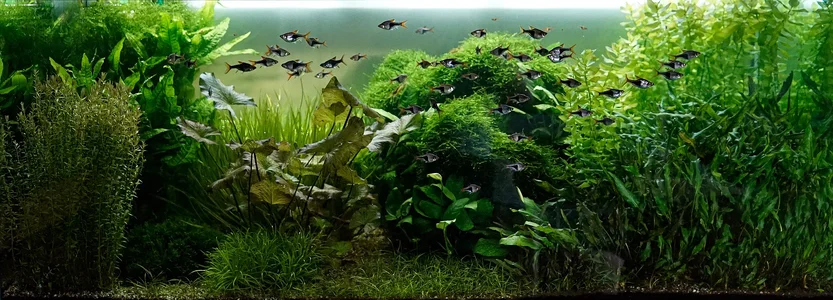 Aquarium 27.07.2026.webp