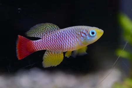 Nothobranchius_foerschi.webp