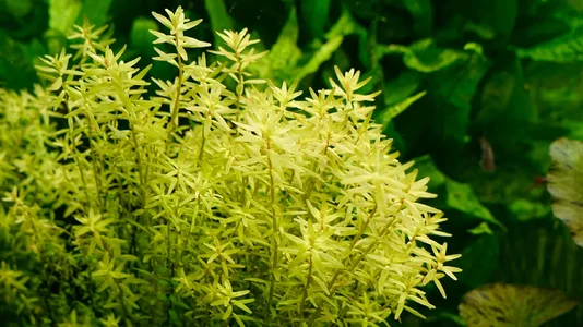 Rotala rotundifolia morgens  01.08.2026.webp