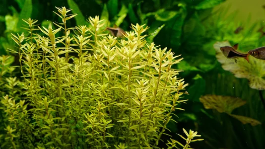 Rotala rotundifolia abends 31.07.2026.webp