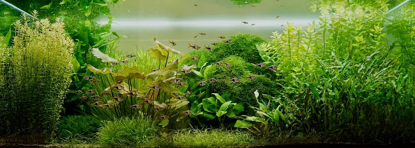 Aquarium 02.08.2026.webp