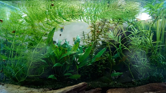 Testaquarium 09.08.2026.webp Testaquarium 09.08.2026.webp