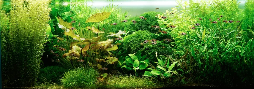 Aquarium 09.08.2026.webp