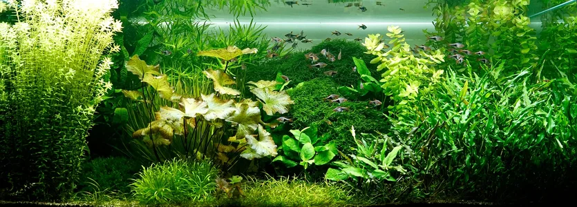 Aquarium 10.08.2026.webp
