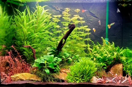 Aquarium Juli 26.webp