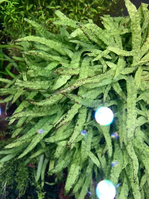 Kalium_Mangel 3.webp