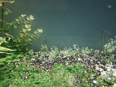 20260919_Rotala2.webp