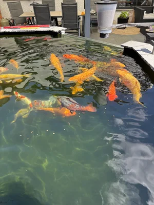 Koi.webp