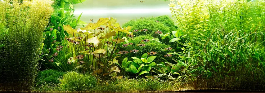 Aquarium 18.09.2026.webp