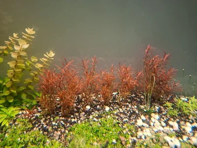 20261002_Rotala1.webp