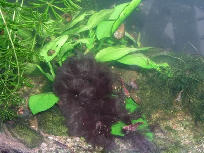 Pinselalge Schauaquarium 2017.webp Pinselalge Schauaquarium 2017.webp