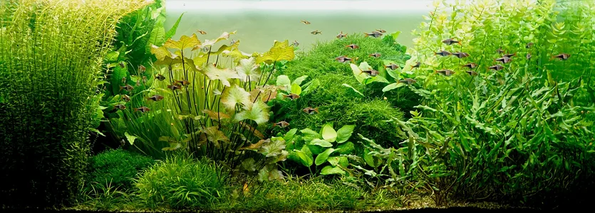 Schauaquarium 04.10.2026.webp Schauaquarium 04.10.2026.webp