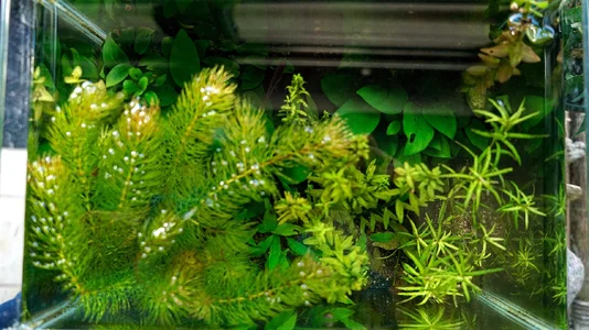 Testaquarium 11.10.2026-2.webp Testaquarium 11.10.2026-2.webp