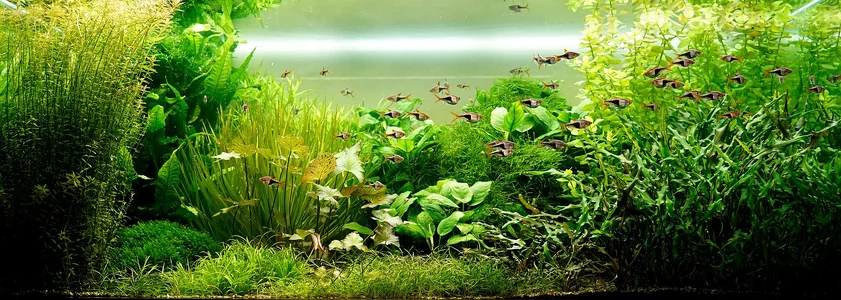 Aquarium 14.10.2026.webp Aquarium 14.10.2026.webp