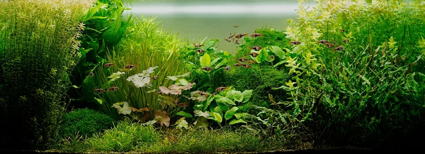 Aquarium 17.10.2026.webp Aquarium 17.10.2026.webp