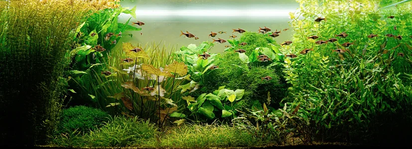 Aquarium 24.10.2026.webp