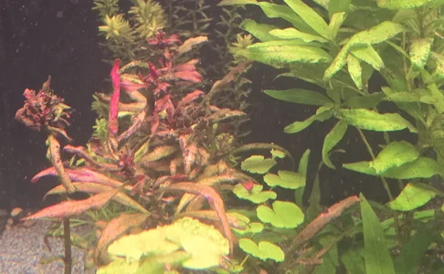 Alternathera und Hygrophila.webp