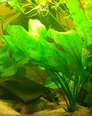 IMAG0032_11.jpg