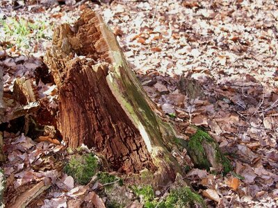 Frühling 4.JPG