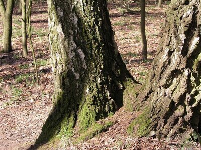 Frühling1.JPG